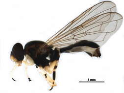Image of Peg-legged Pufftail