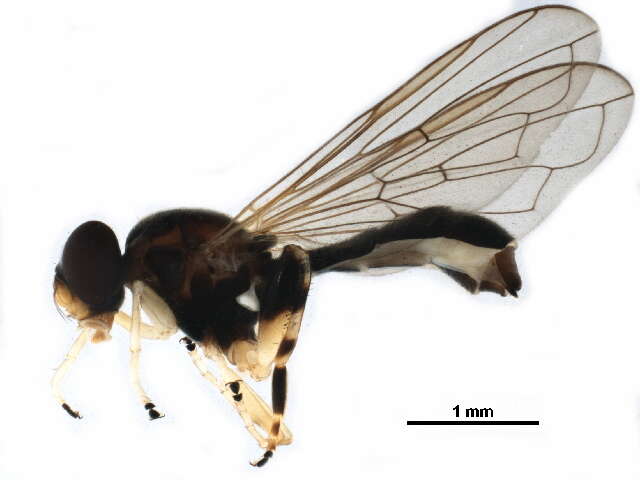 Image of Peg-legged Pufftail