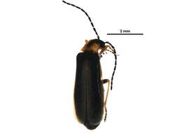 Image de <i>Rhagonycha mollis</i>