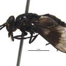 Image of <i>Chrysops sordidus</i>