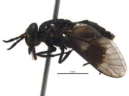 Image of <i>Chrysops sordidus</i>