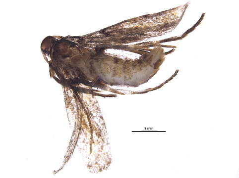 Plancia ëd Momphidae