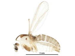 Image of Pseudorthocladius