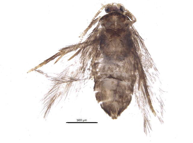 Imagem de Stigmella betulicola (Stainton 1856) Beirne 1945