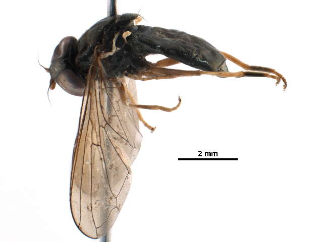 صورة Cheilosia