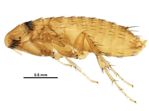 Image of Corrodopsylla curvata (Rothschild 1915)