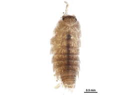 Image of common pygmy woodlouse