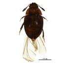 Image of Leiodes conjuncta Baranowski 1993