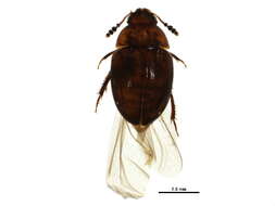 Image of Leiodes conjuncta Baranowski 1993