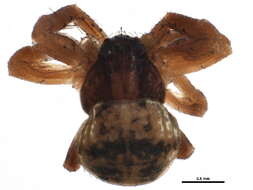 Image of Ozyptila sincera canadensis Dondale & Redner 1975