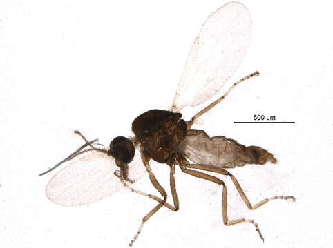 Image of Ceratopogoninae
