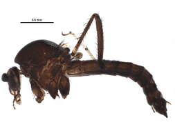 Image de Ceratopogoninae