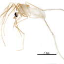 Image of Thienemannimyia