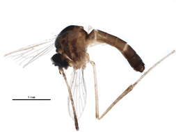 Image of Wyeomyia smithii (Coquillett 1901)
