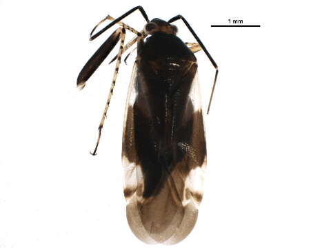 Image of Plagiognathus