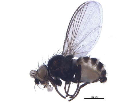Image of Phytomyza columbinae Sehgal 1971