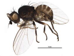 Image of Acalyptratae