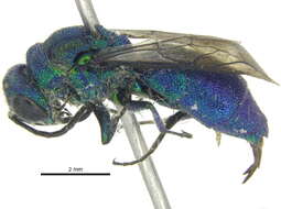 Image of Chrysidinae