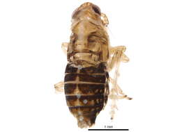 Image of Fulgoroidea