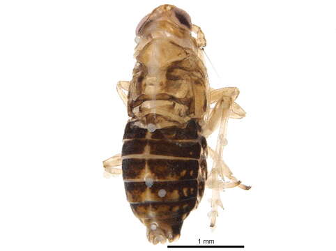 Image of Fulgoroidea