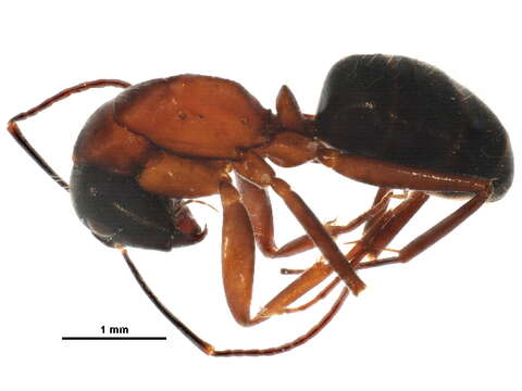 Plancia ëd Camponotus vicinus Mayr 1870