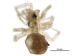 Spirembolus chilkatensis (Chamberlin & Ivie 1947) resmi