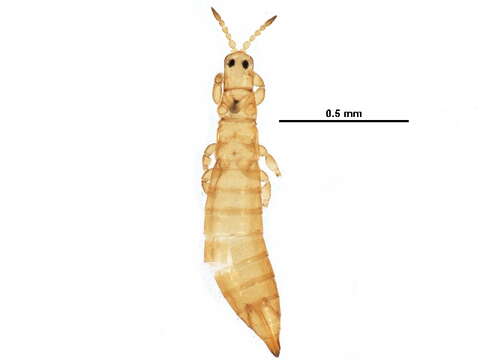 Image of Aptinothrips