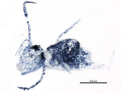 Image of Dicyrtominae