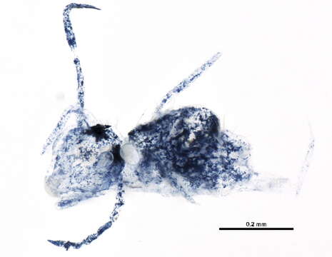 Image of Dicyrtominae