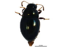 Image of Lioligus