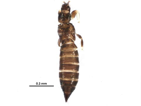 Image of Odontothrips