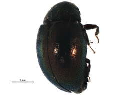 Image of pill beetles