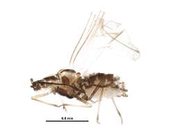 Image of Saltusaphidinae