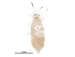 Image of Saltusaphidinae