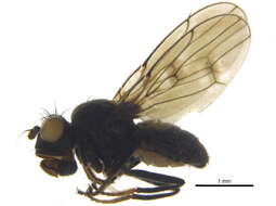 Image of Parydrinae