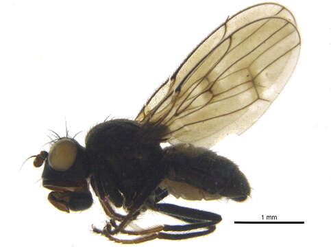 Image of Parydrinae