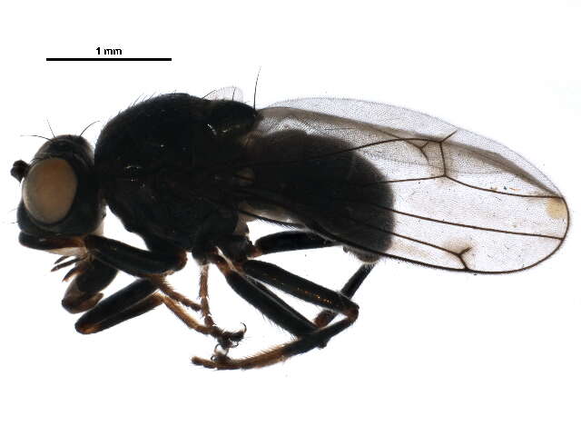 Image of Parydrinae