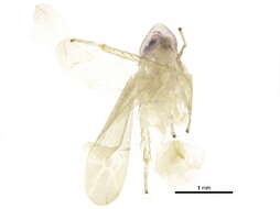 Image of Typhlocybinae