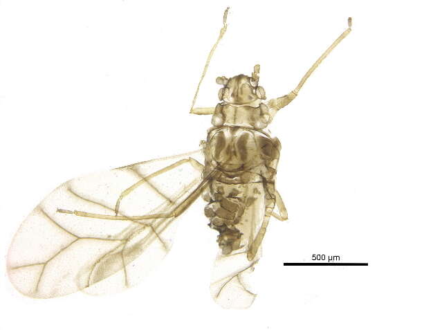 Image of Aphid