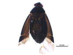 Image of Atractotomus cooperi Stonedahl 1990