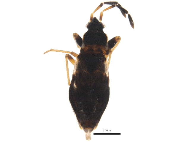 Image of Scolopostethus thomsoni Reuter & O. M. 1874