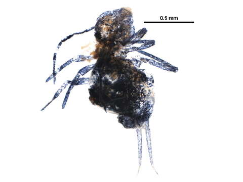 Image of Dicyrtominae