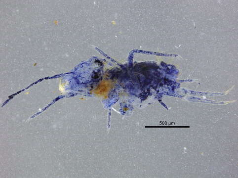 Image of Dicyrtoma maculosa Ionesco ex Denis 1930