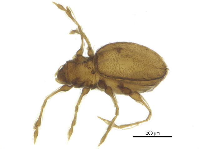 Image of Gymnodamaeidae Grandjean 1954