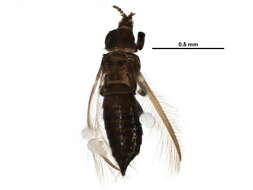 صورة Chirothrips manicatus (Haliday 1836)