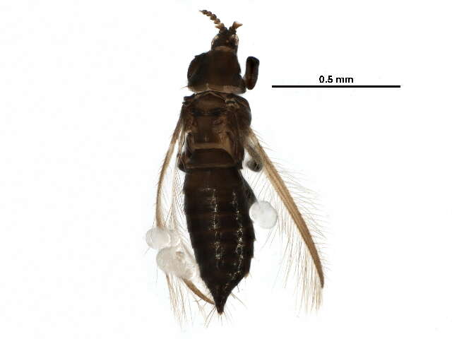 صورة Chirothrips manicatus (Haliday 1836)