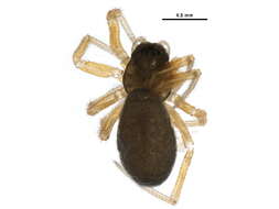 Image of Spirembolus abnormis Millidge 1980