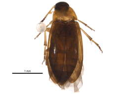 Image of Anaspis