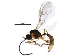 صورة Aphidius urticae Haliday 1834