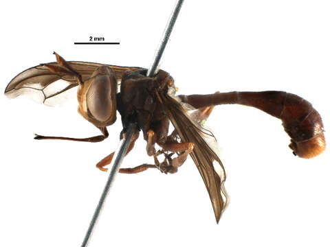 Image of Physocephala